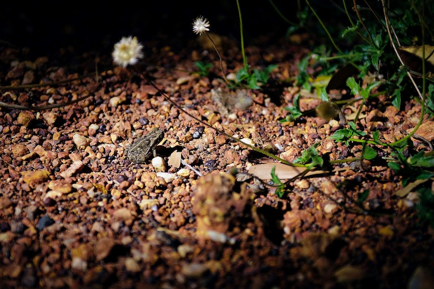 A cane toad on the ground at Fogg Dam.