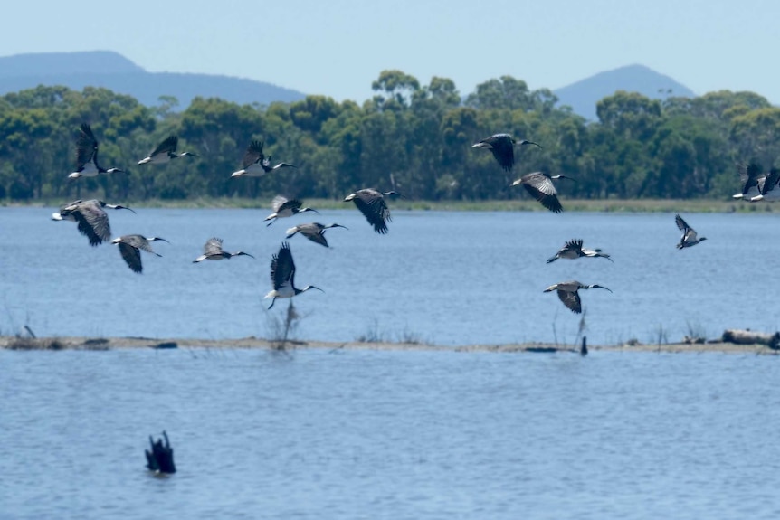 Black and white birds (ibises) fly over a wetland.