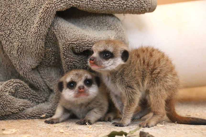 New baby meerkats at Taronga