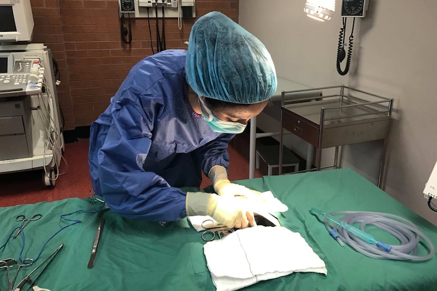 A woman in a surgical gown and mask practicing surgical techniques in an operating room at her university