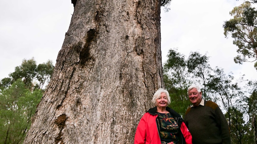 Two people standing next to a large, tall tuart tree