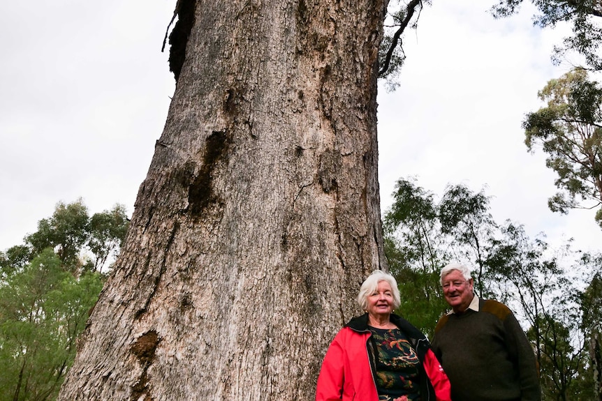 Two people standing next to a large, tall tuart tree