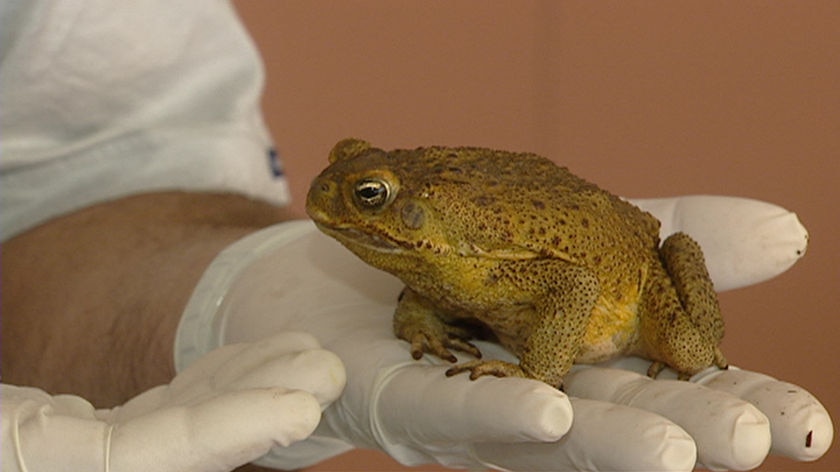 Cane toad found in Adelaide, February 15 2008