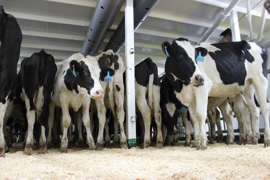 Dairy cattle on an export ship
