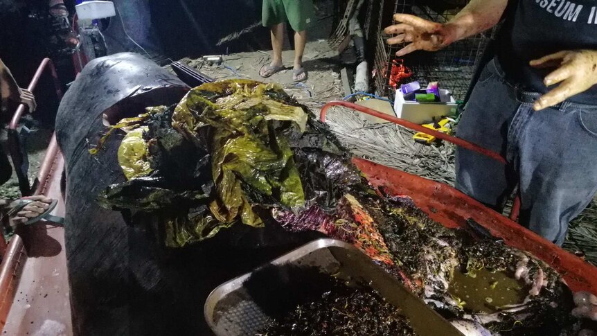 A mound of plastic bags sit on the carcass of a whale that died from starvation after ingesting them