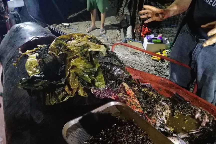 A mound of plastic bags sit on the carcass of a whale that died from starvation after ingesting them