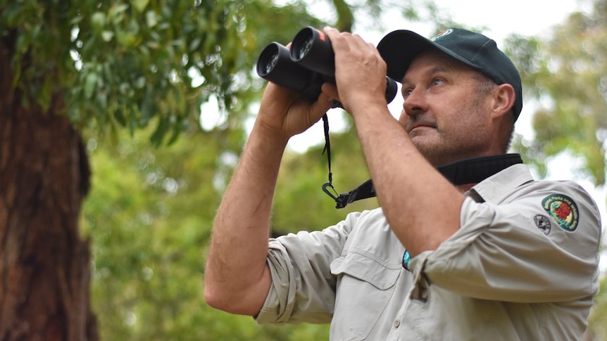 Man looks through binoculars in native forest