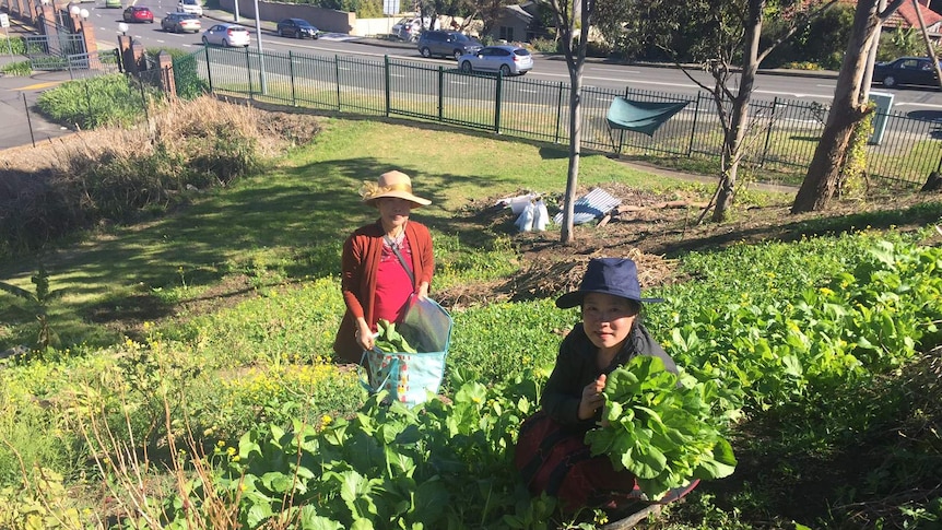 Two women pick taplaelay, which looks like huge lettuces