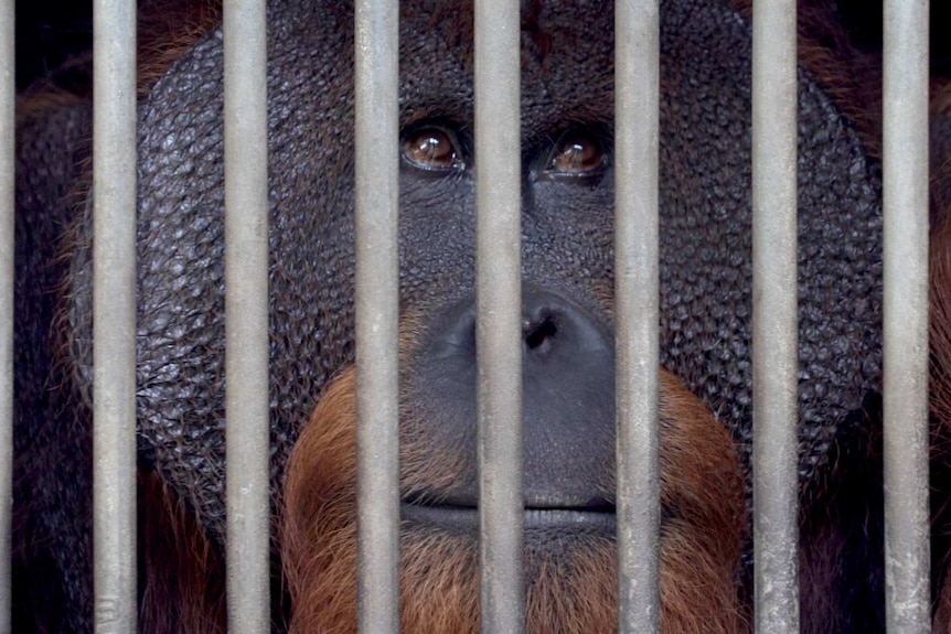 Close-up of orangutan's face looking up from inside cage