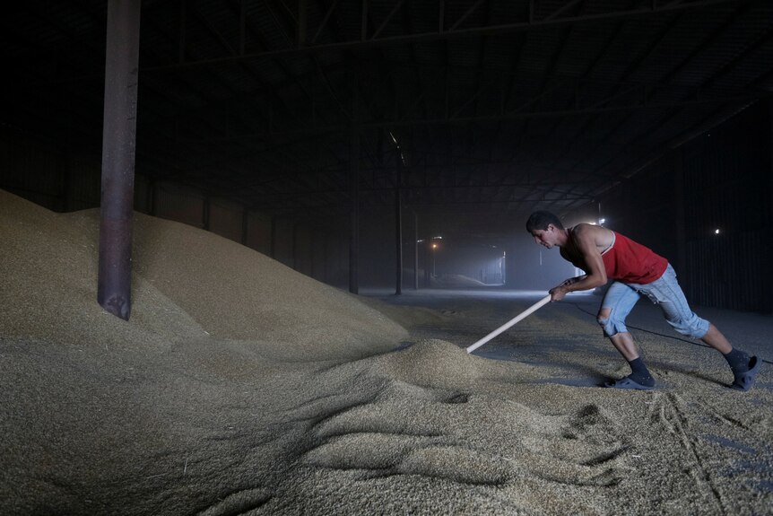 A worker piles barley grains at a grain store