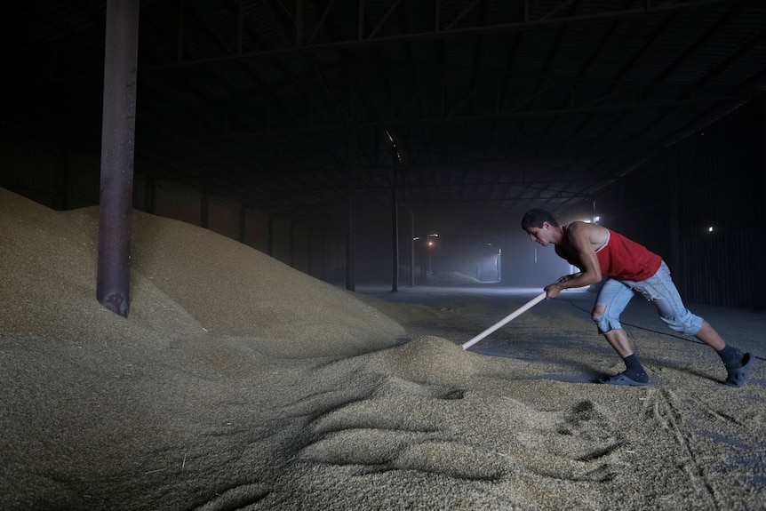 A worker piles barley grains at a grain store