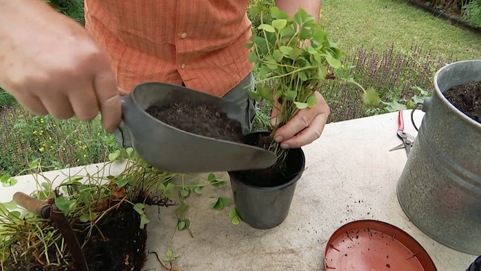 Soil being poured into pot with scoop