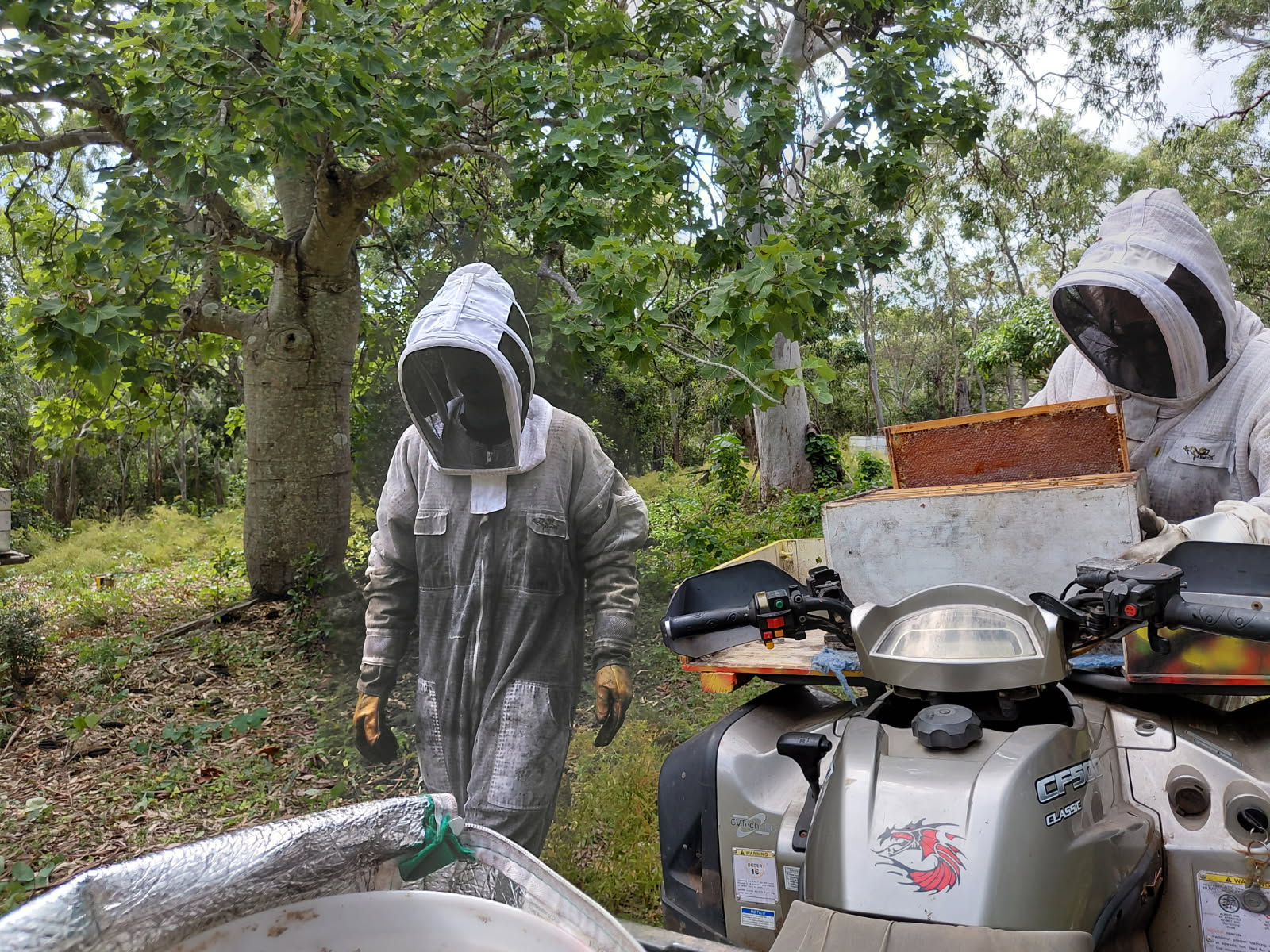 Beekeepers in big suits approach the island's hives.