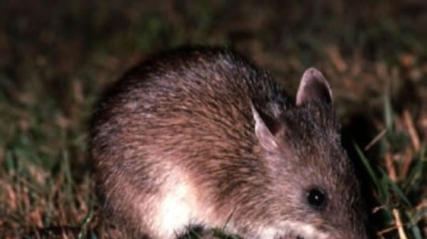 A long-nosed bandicoot