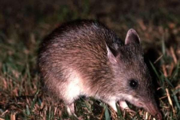 A long-nosed bandicoot