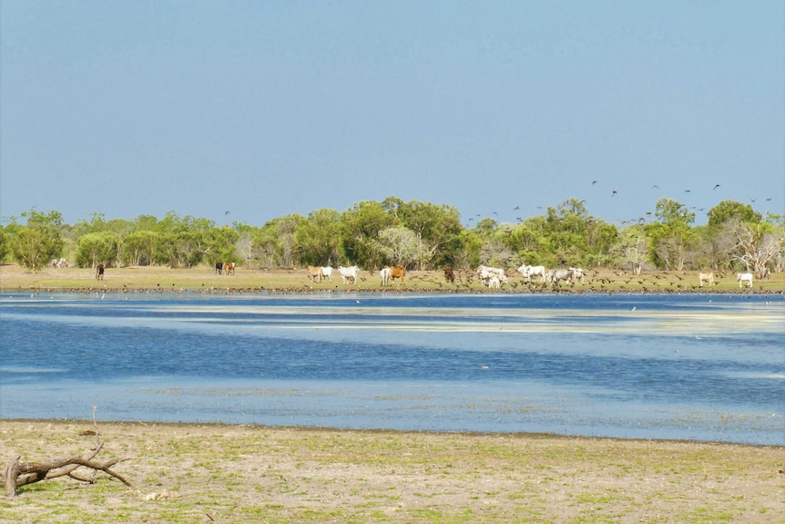 Hundreds of ducks on a lake, cattle in the background, trees behind the cattle.