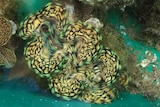 A green and gold coloured clam in an aquarium