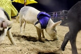 Piglets in sequinned jackets racing through an obstacle course.