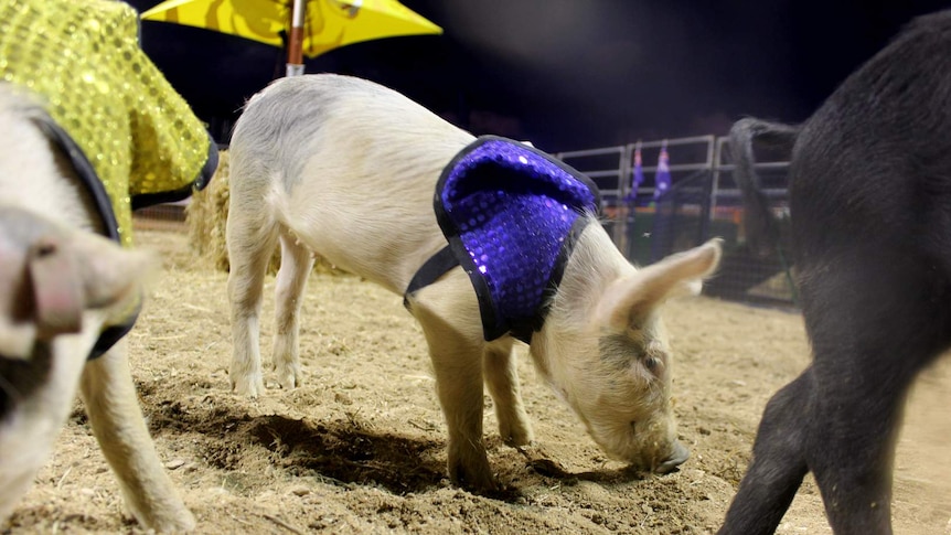 Piglets in sequinned jackets racing through an obstacle course.