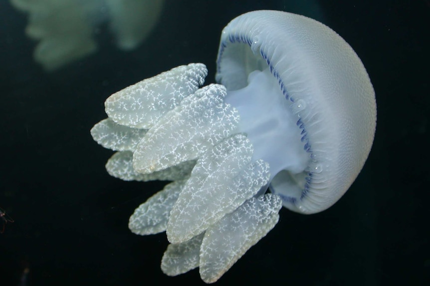Blubber Jellyfish (Catostylus mosaicus)