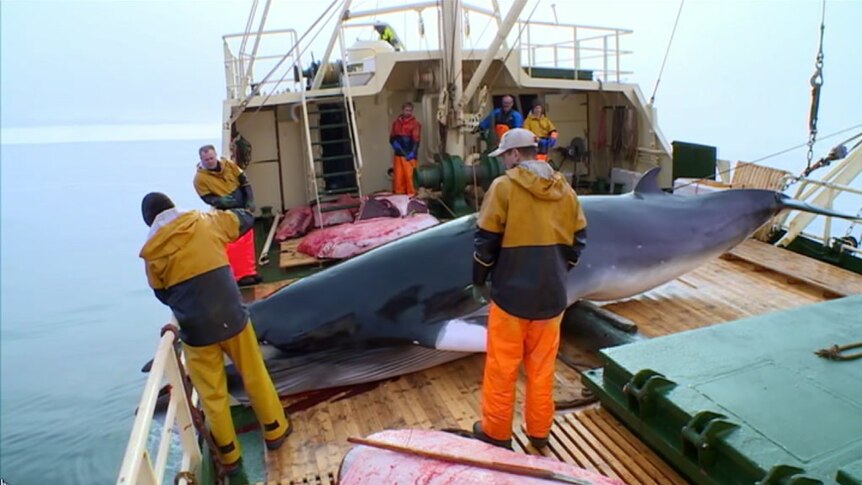 A whale is being pulled onto a boat.
