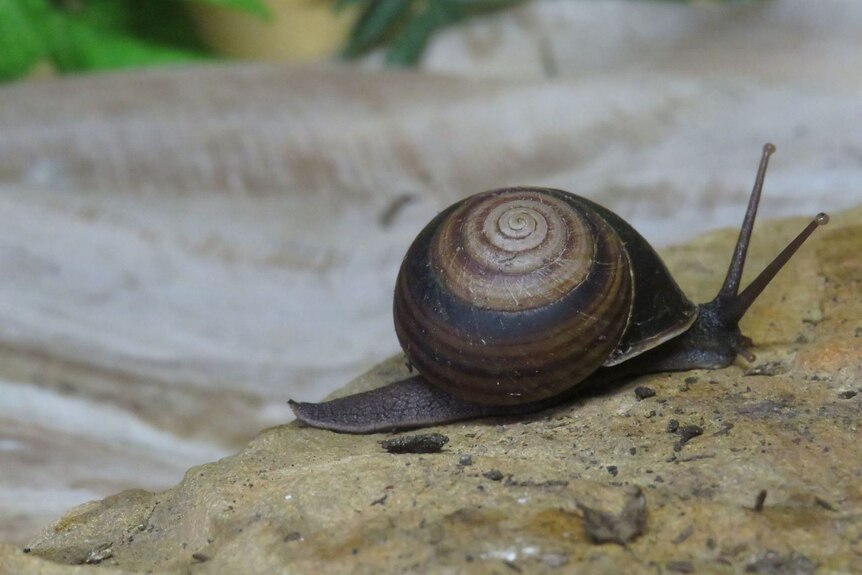 A snail with a dark shell with circles on it