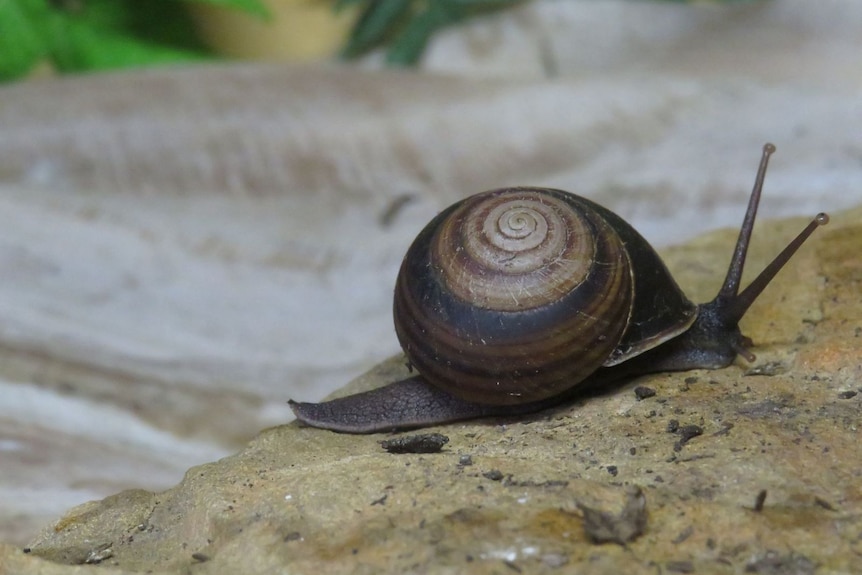 A snail with a dark shell with circles on it