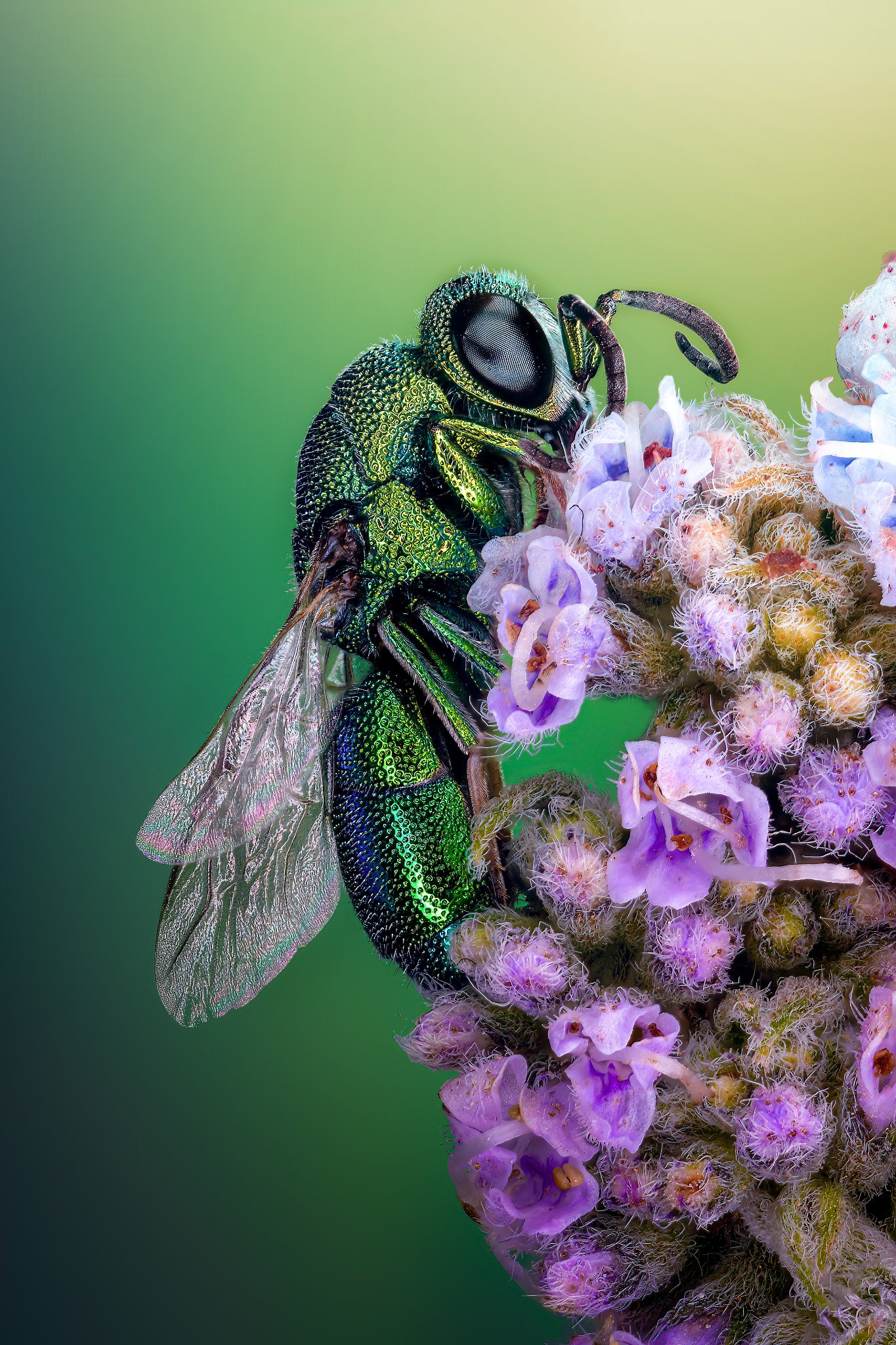 A green wasp standing on a purple flower