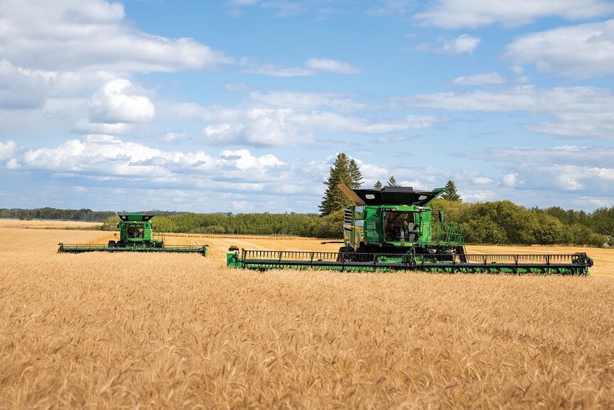 Two combine harvesters at work in a wheat field