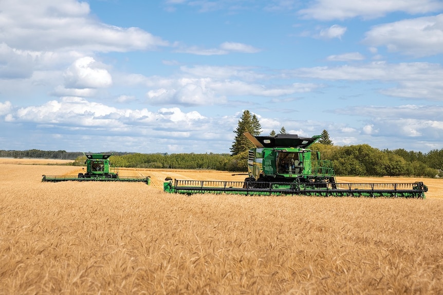 Two combine harvesters at work in a wheat field