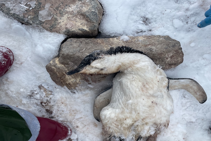 A dead penguin laying in snow. 