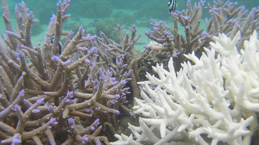 Bleached and unbleached coral from Fiji