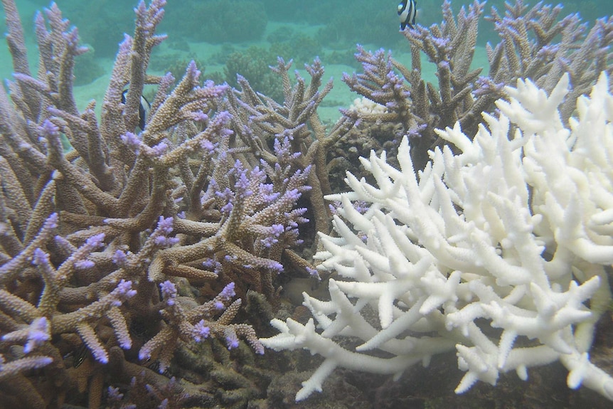 Bleached and unbleached coral from Fiji