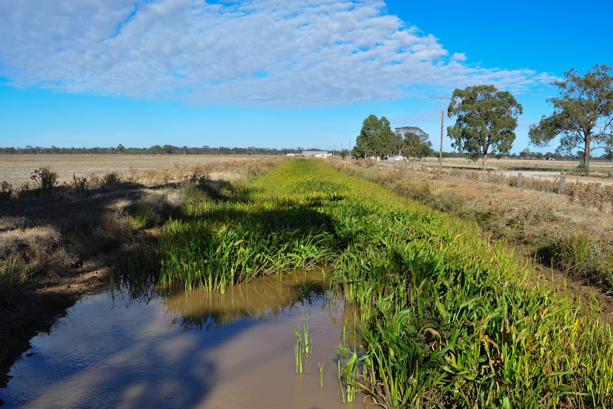 An irrigation channel with weed growing through the water