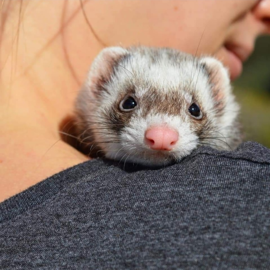 A close up of a ferret's head peaking over the top of a human's shoulder 