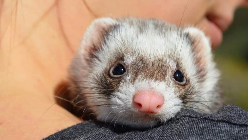 A close up of a ferret's head peaking over the top of a human's shoulder 