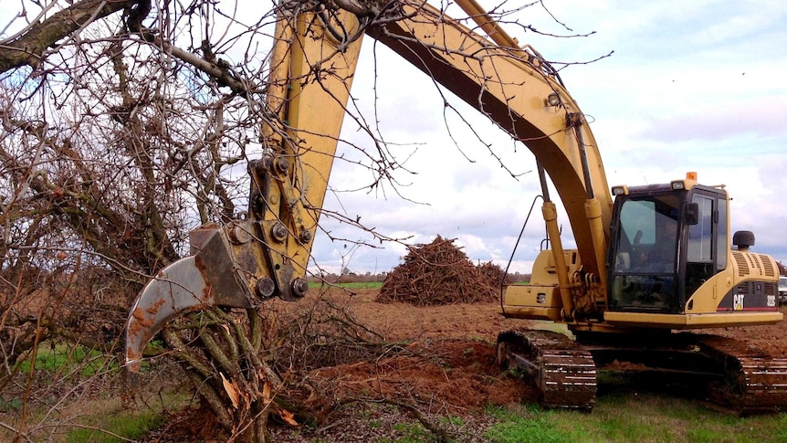 Peach and pear trees are uprooted on the property of Russell Lardner in the Goulburn Valley.