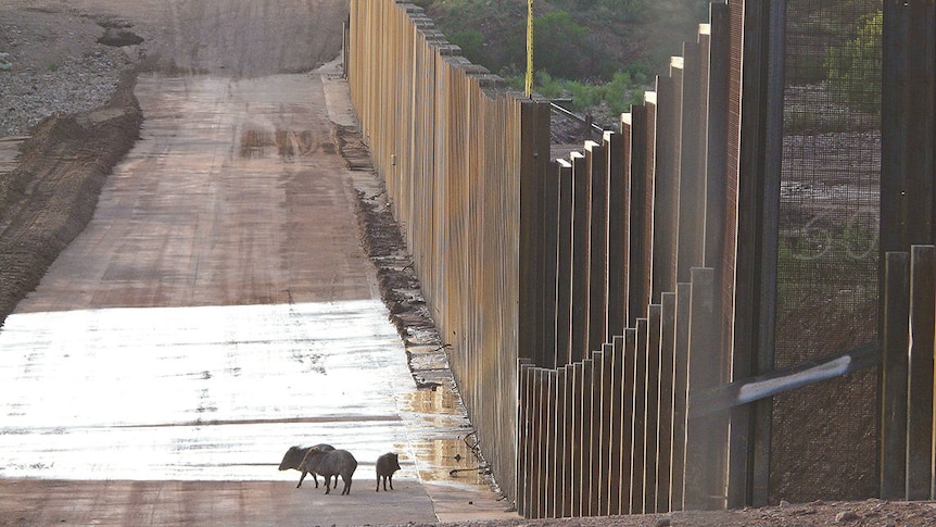 Animals come up against the US-Mexico border wall