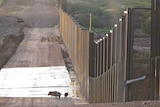 Animals come up against the US-Mexico border wall