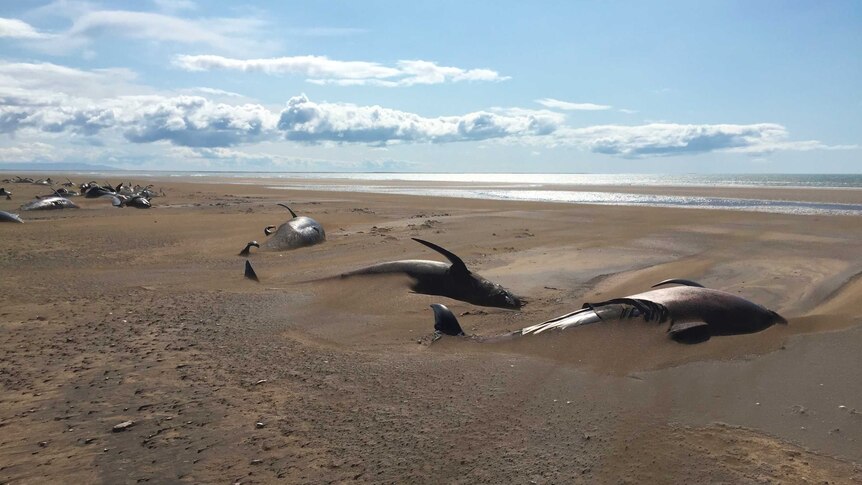 Dozens of long-finned pilot whales lay dead on a remote beach in Iceland.