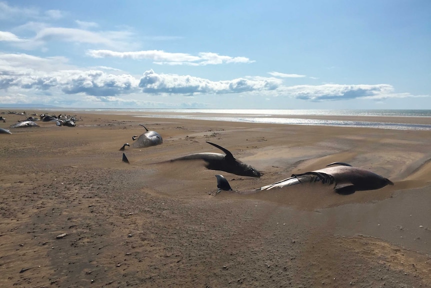 Dozens of long-finned pilot whales lay dead on a remote beach in Iceland.