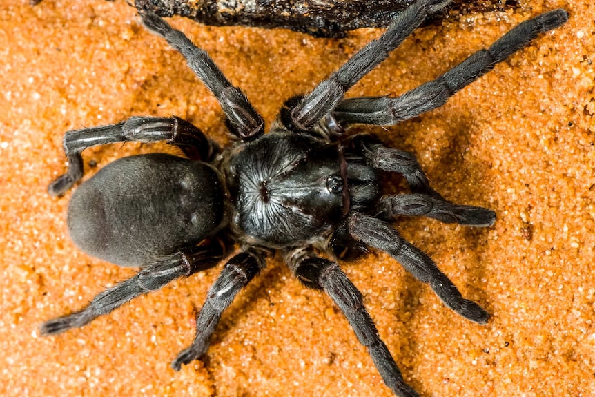 A new species of trapdoor spider discovered during Bush Blitz in Quinkan Country on the Cape York Peninsula