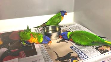 Rainbow lorikeets at a vet clinic