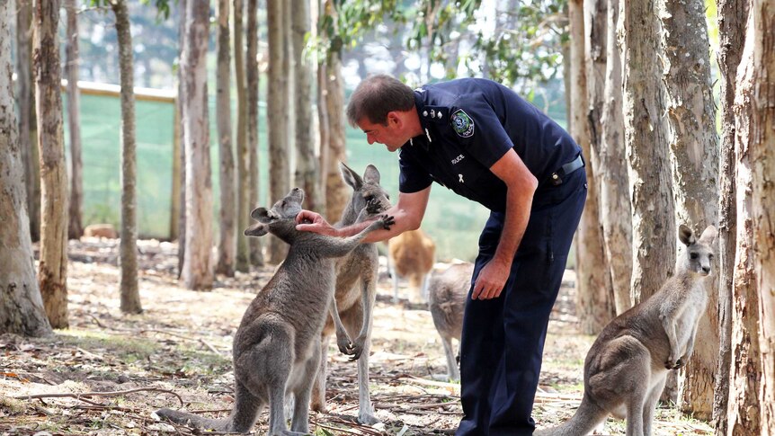 Trevor and kangaroos