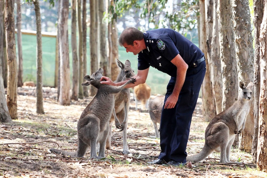 Trevor and kangaroos
