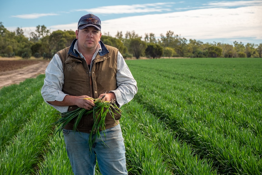 A farmer stands in a plowed paddock of green