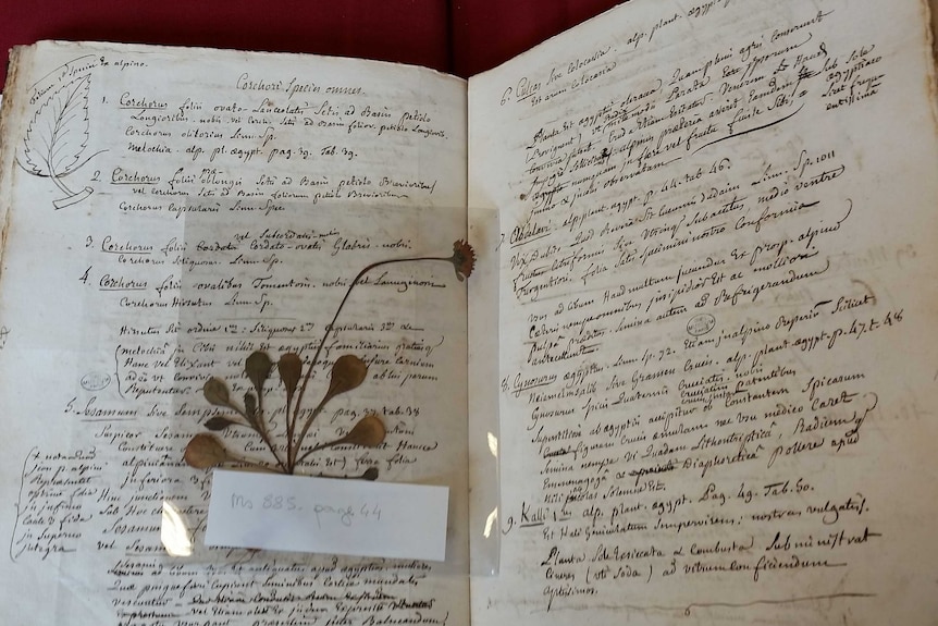 Commerson's notebook with specimen.jpg