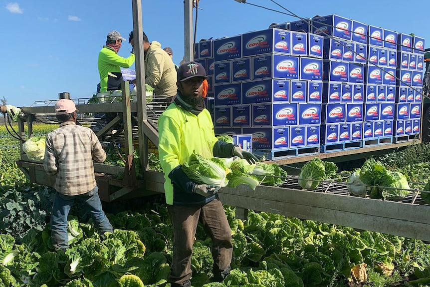 Eman Hossen working as a farmer in Gatton in southern Queensland