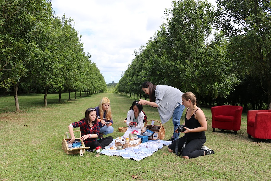 Boot camp delegates taking photos at a picnic in a macadamia orchard.