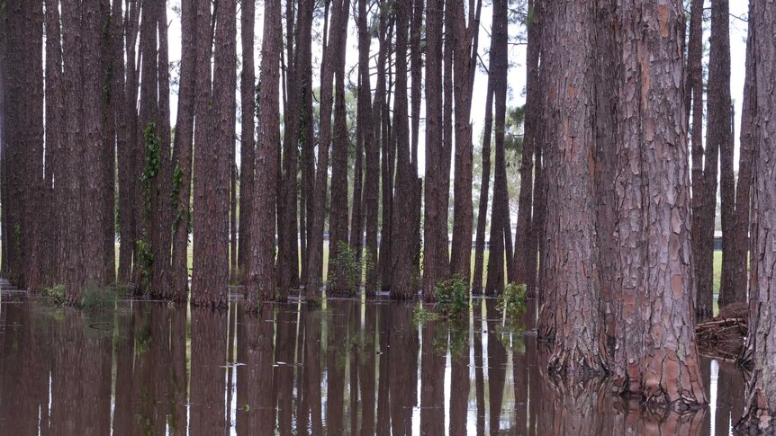 trees in flood waters